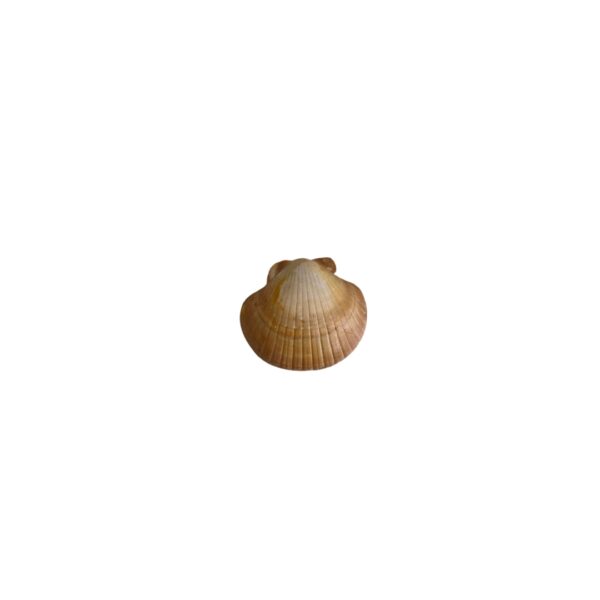 CONCHA SHELL CURVA - AMARELA - MÉDIA