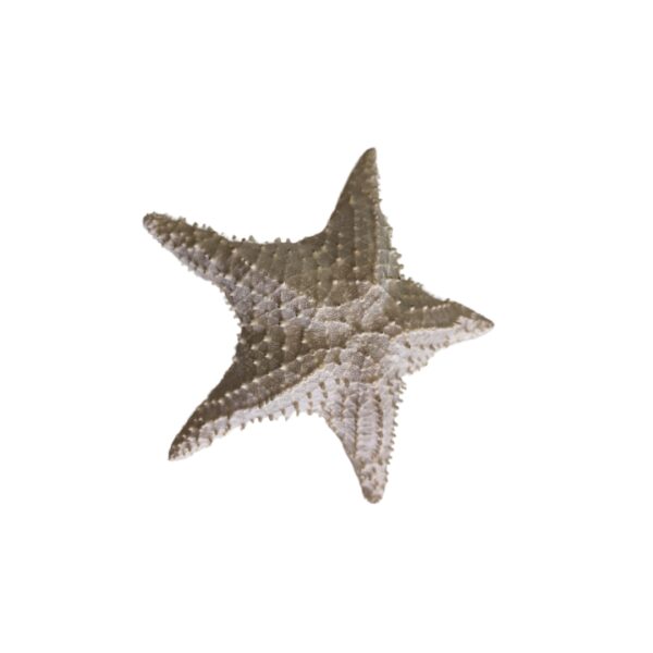 ESTRELA DO MAR GRANDE