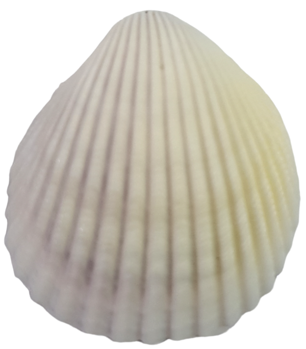 concha shell