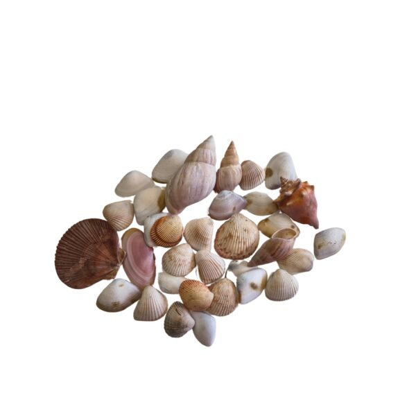 PACOTE DE MIX DE CONCHAS PEQUENO