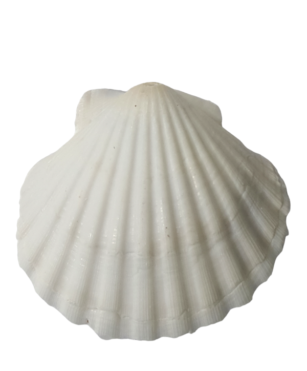 CONCHA SHELL BRANCA GRANDE