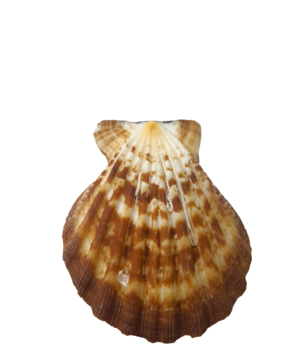 concha shell pintadinha