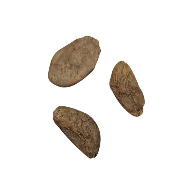 FAVA DE ABERE