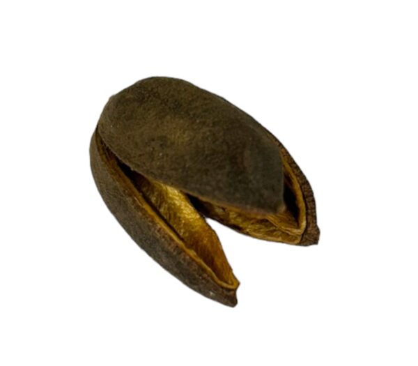 FAVA DE OBARA