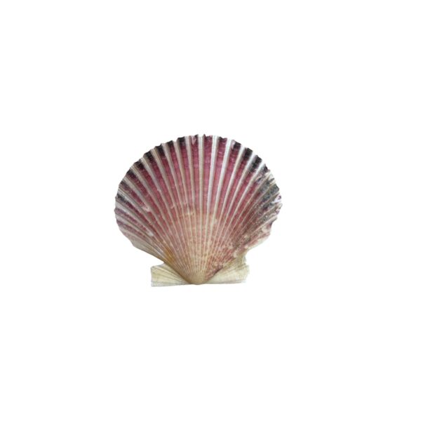 CONCHA SHELL IMPORTADA