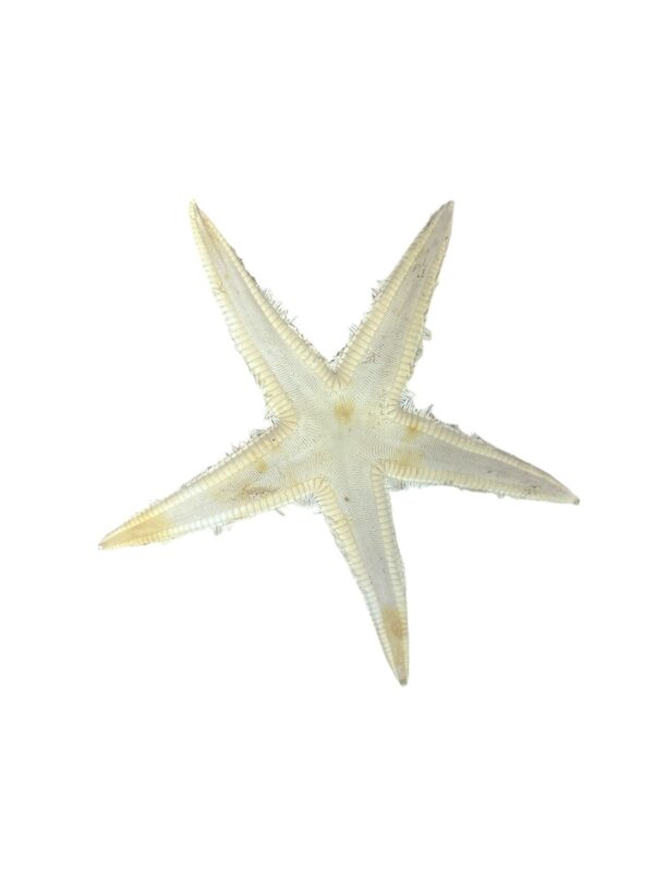 ESTRELA DO MAR MÉDIA